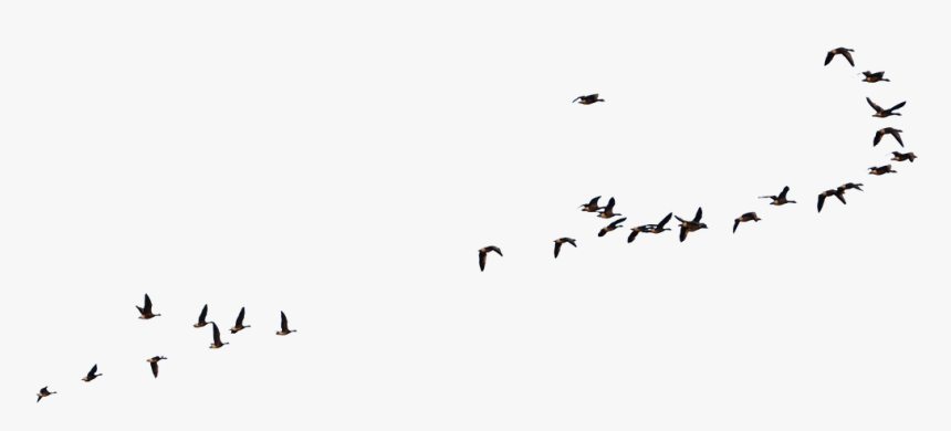 Transparent Flock Of Birds Silhouette Png - Flying Crow Bird Png, Png Download, Free Download
