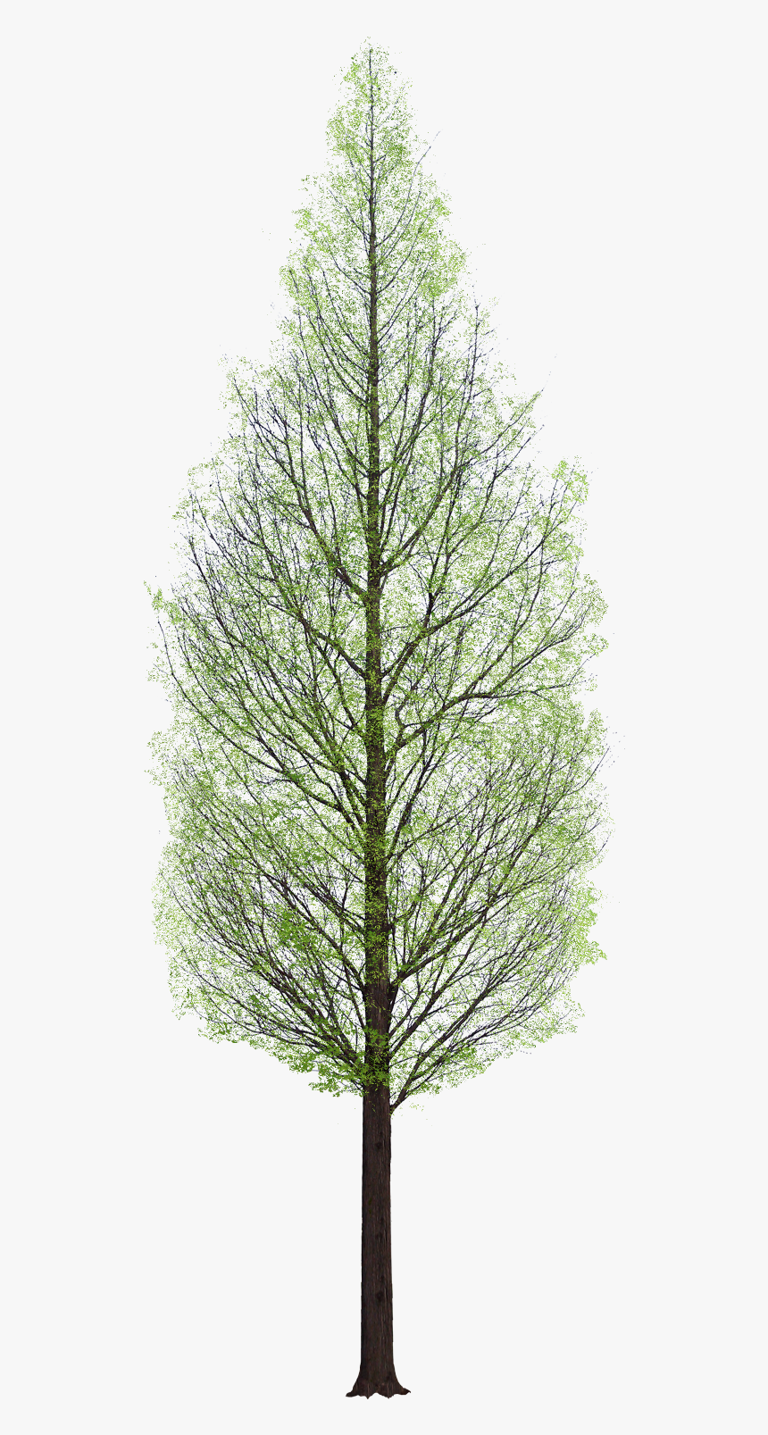 Pine Tree Png Architecture, Transparent Png, Free Download