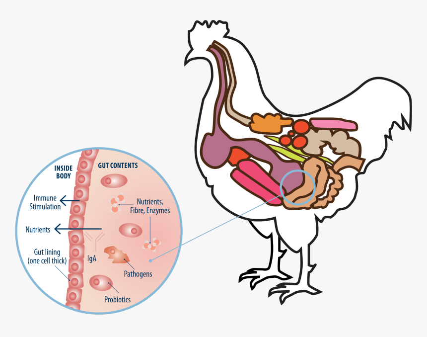 Bird Microbiome, HD Png Download, Free Download