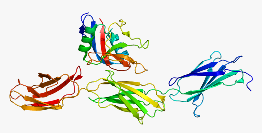 Protein Acan Pdb 1tdq - Tenascina, HD Png Download, Free Download