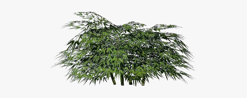 3d Bushes - Bamboo - Acca Software - Immagine Cespugli Png, Transparent Png, Free Download