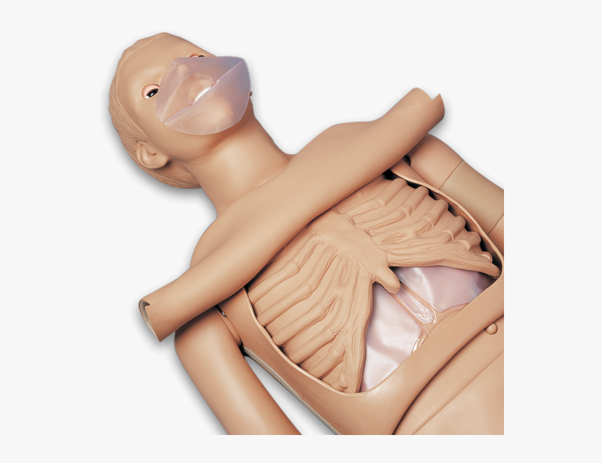 Gaumard Simon Cpr Training Simulator Manikin Basic - Figurine, HD Png Download, Free Download