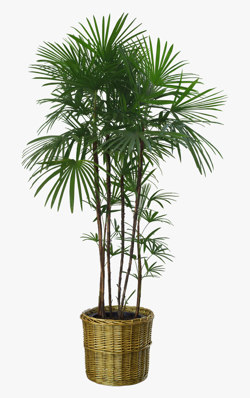 Flowerpot Houseplant Tree Bench Bamboo - Transparent Background Indoor Plant Png, Png Download, Free Download