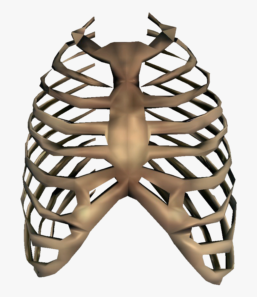 Rib Cage Transparent, HD Png Download, Free Download