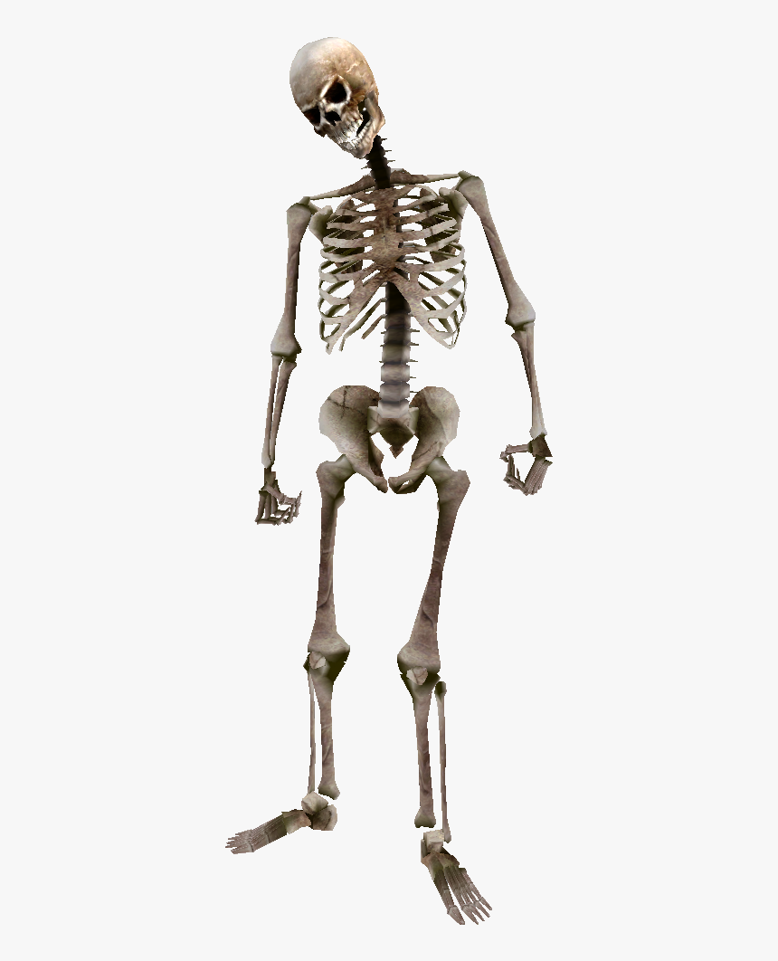 Skeleton Png, Transparent Png, Free Download