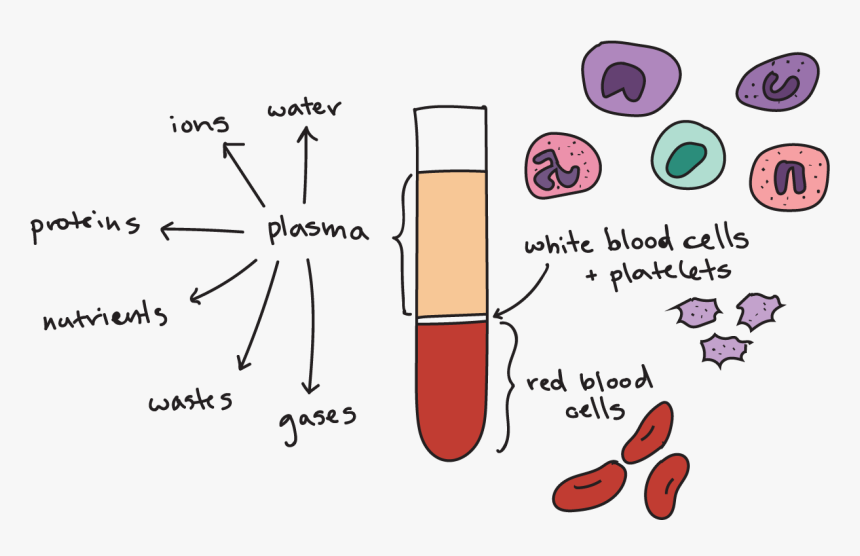 Lipidos en la sangre