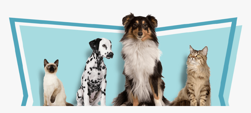 Comal Pet Hospital - Animals At Vet Background, HD Png Download, Free Download