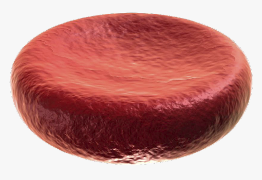 Red Blood Cell Diy, HD Png Download, Free Download