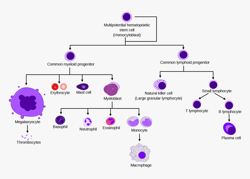 Haematopoietic Cells, HD Png Download, Free Download