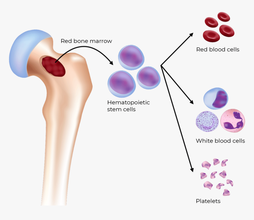 Formation Of Blood Cells In Bone Marrow, HD Png Download, Free Download