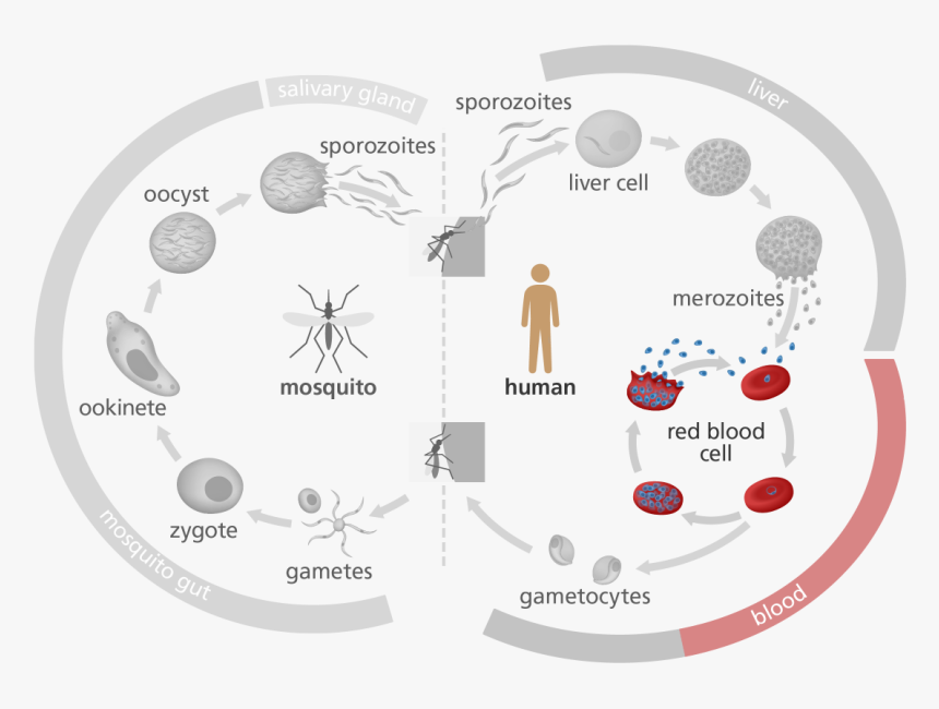 Illustration Highlighting The Red Blood Cell Stage - Does Malaria Affect Red Blood Cells, HD Png Download, Free Download