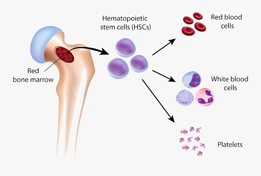 Blood Cell Formation From Red Bone Marrow - Formation Of Blood Cells In Bone Marrow, HD Png Download, Free Download