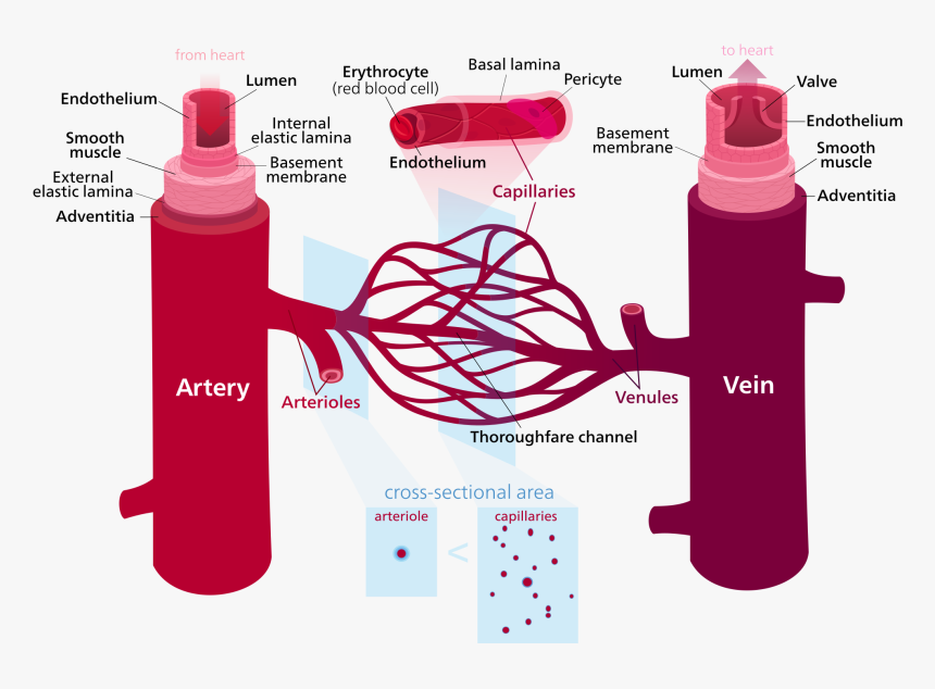 Blood Vessels, HD Png Download, Free Download