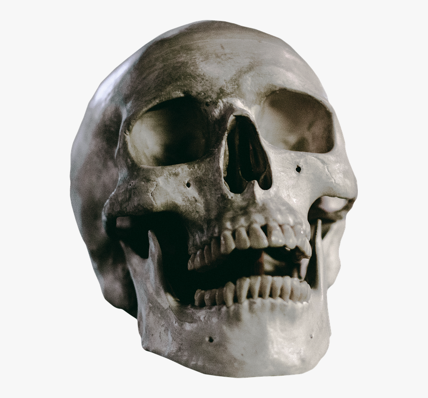 Skull Sitting On Table, HD Png Download, Free Download