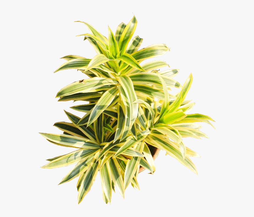 Houseplant, HD Png Download, Free Download