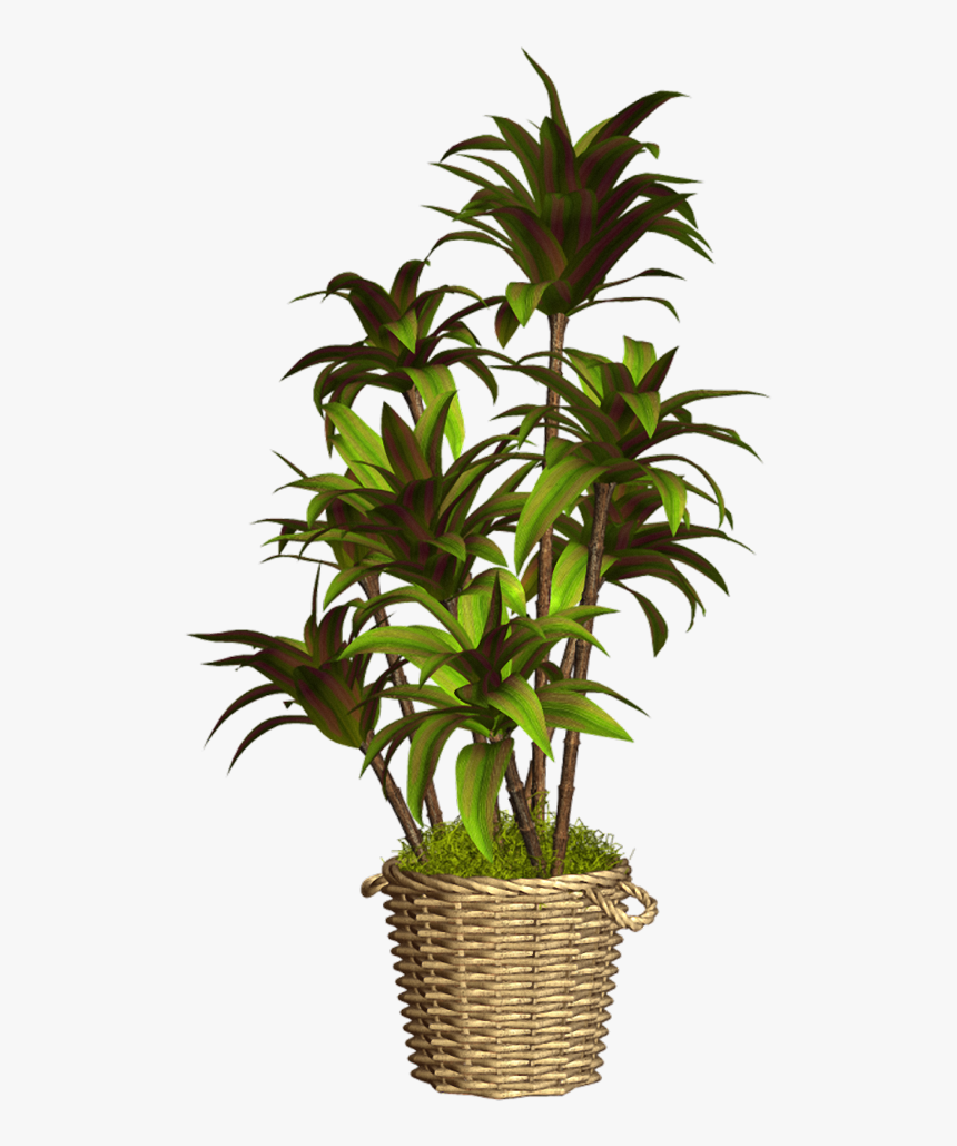 Houseplant, HD Png Download, Free Download