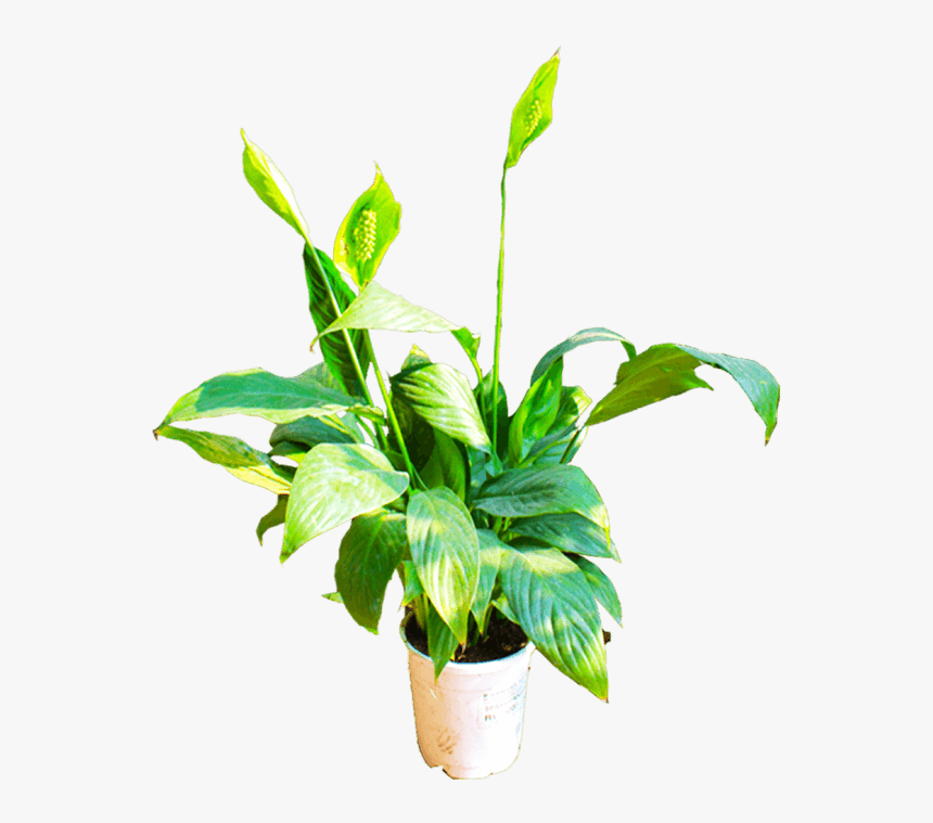 Flowerpot, HD Png Download, Free Download