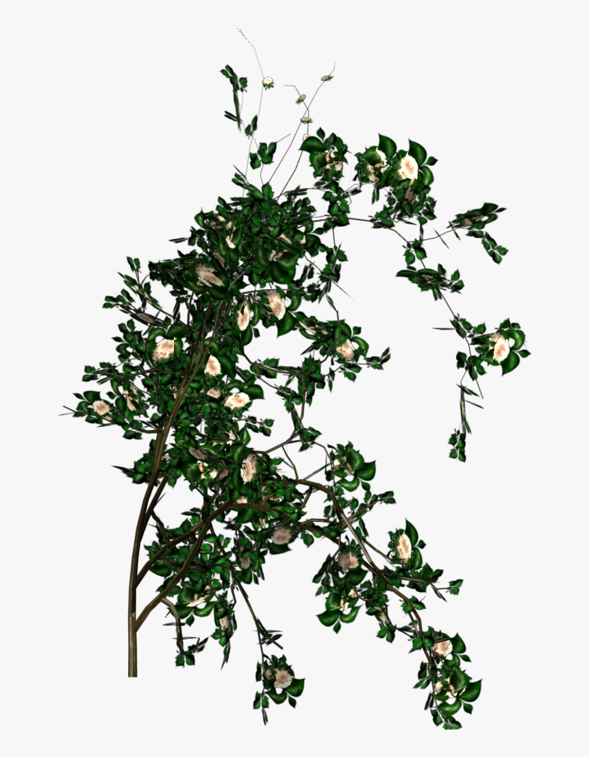 White Rose Bush Png, Transparent Png, Free Download