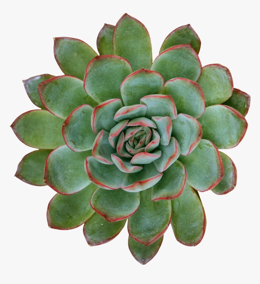 Succulent Aesthetic Png, Transparent Png, Free Download