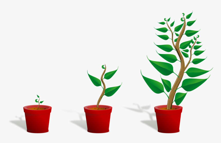 Pics Of Pot Plants - Getting To Know Plants, HD Png Download, Free Download