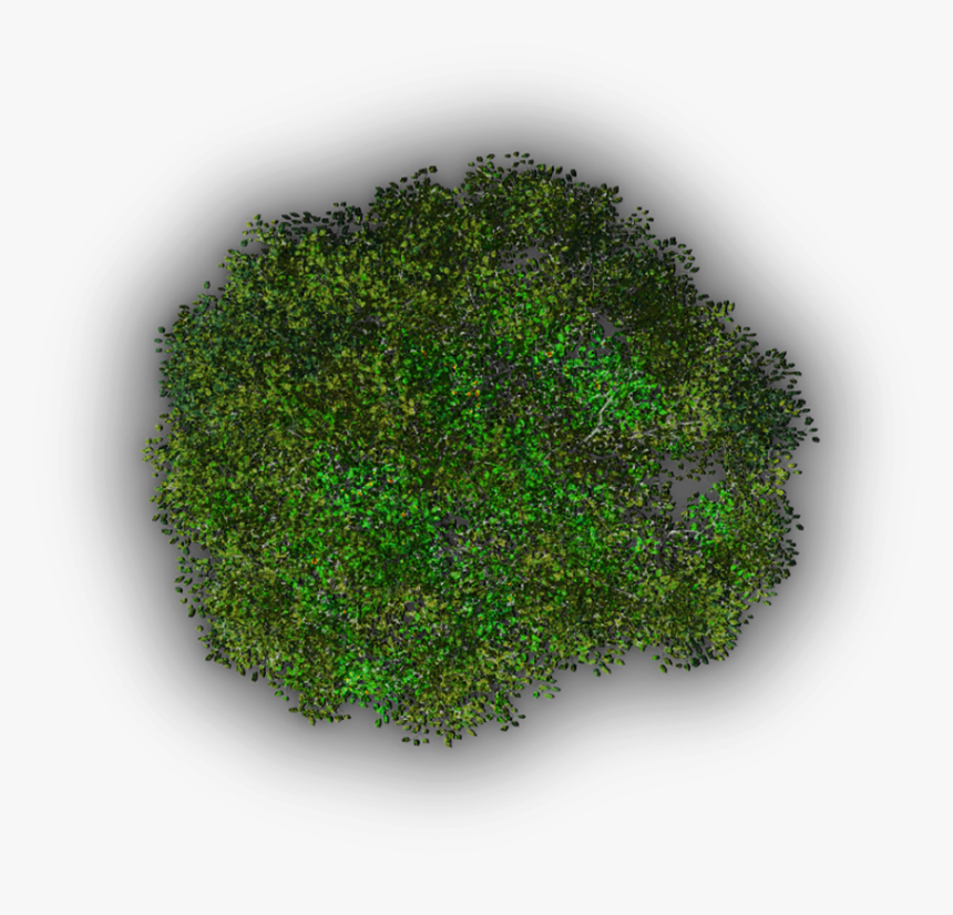 Moss, HD Png Download, Free Download