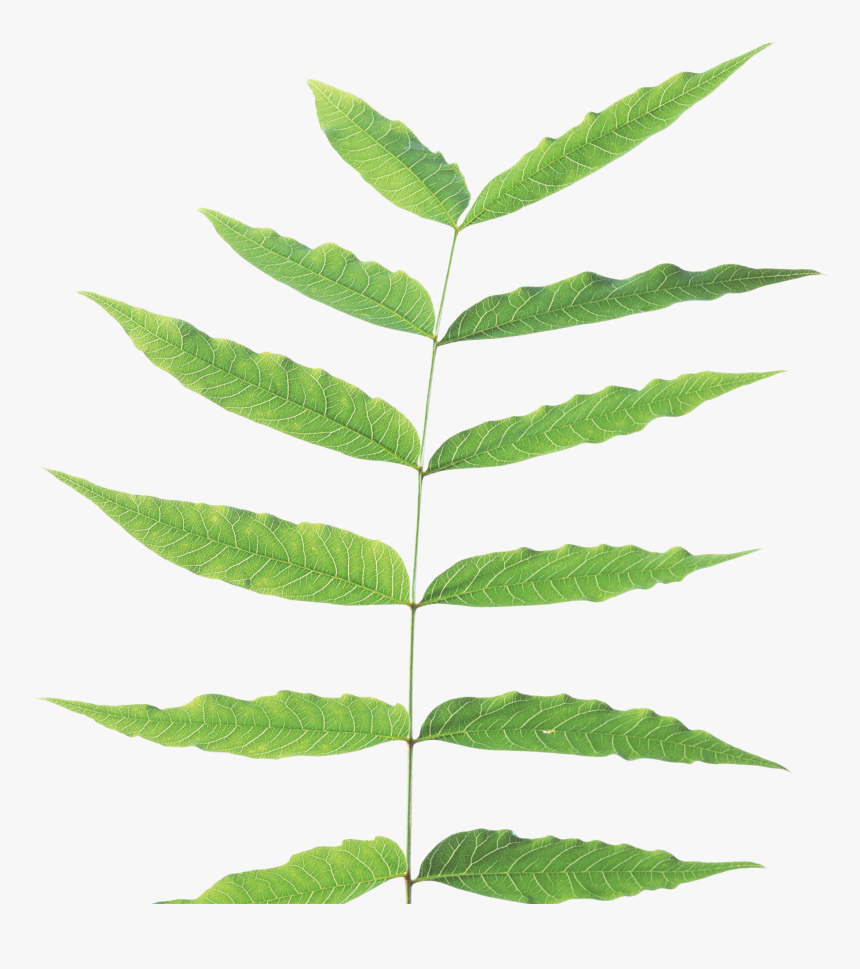 Green Leaf Png - Transparent Stems Png, Png Download, Free Download
