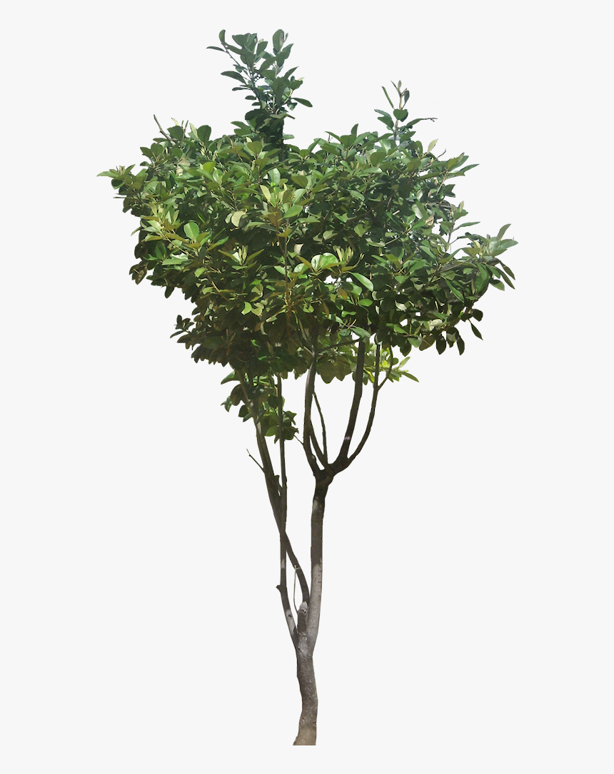 Ficusp02-l - Faux Boxwood Topiary, HD Png Download, Free Download