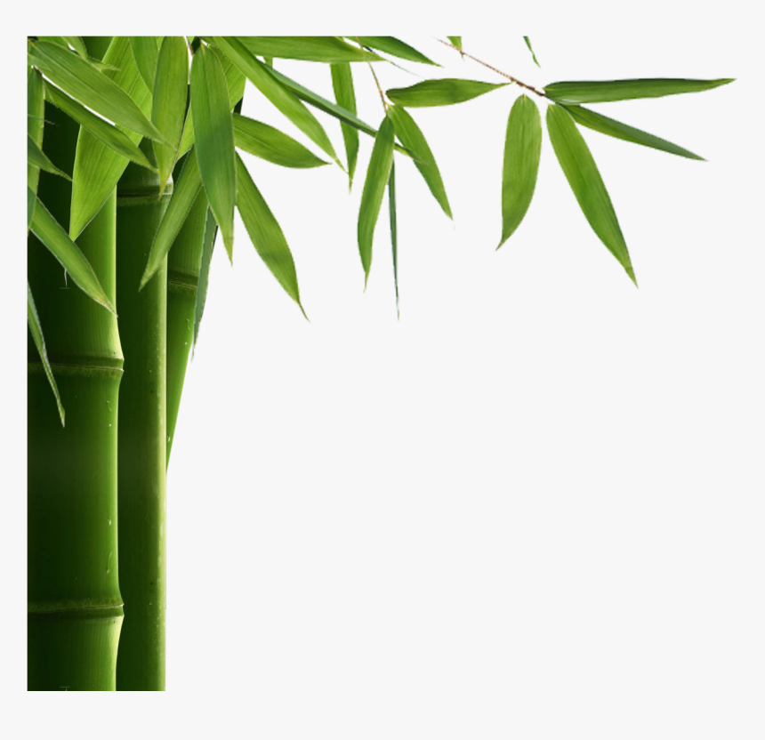 Transparent Leaves - Transparent Background Bamboo Leaf Png, Png Download, Free Download