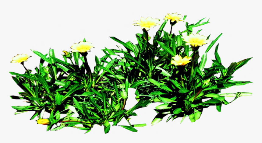 Gazania Png Pic - Lily Family, Transparent Png, Free Download