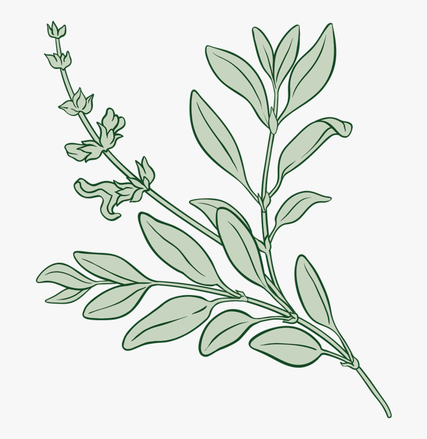 Sw Sage Plants - Sage, HD Png Download, Free Download