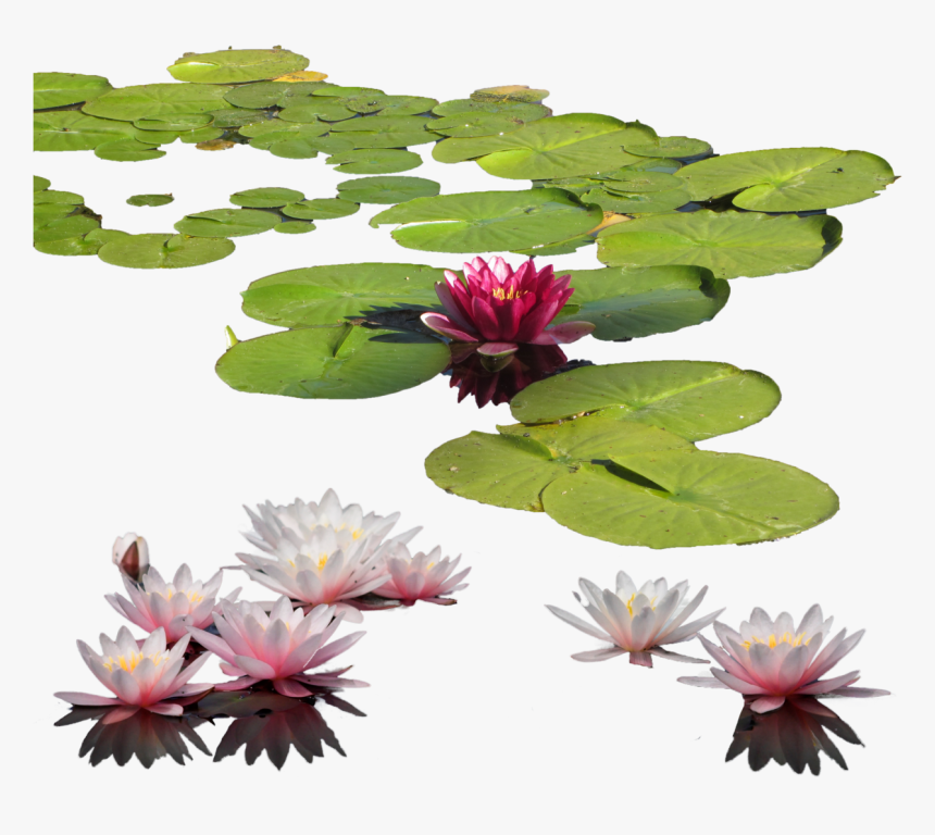 Water Lily Png Clipart - Water Lily Png, Transparent Png, Free Download