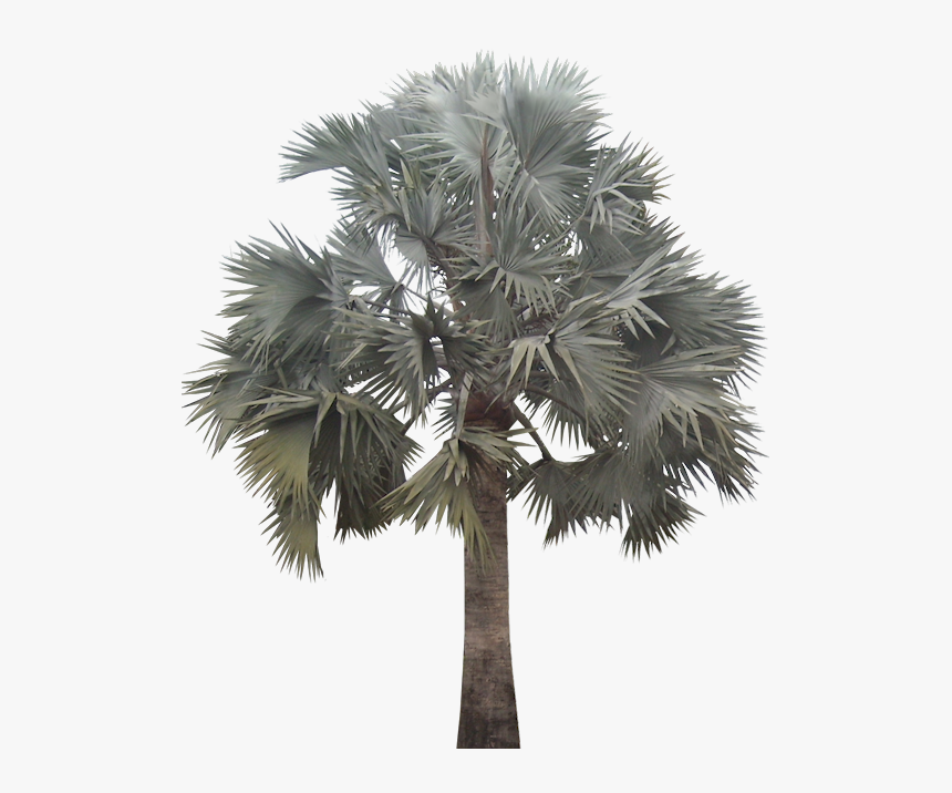 Bismarckia Nobilis Png, Transparent Png, Free Download