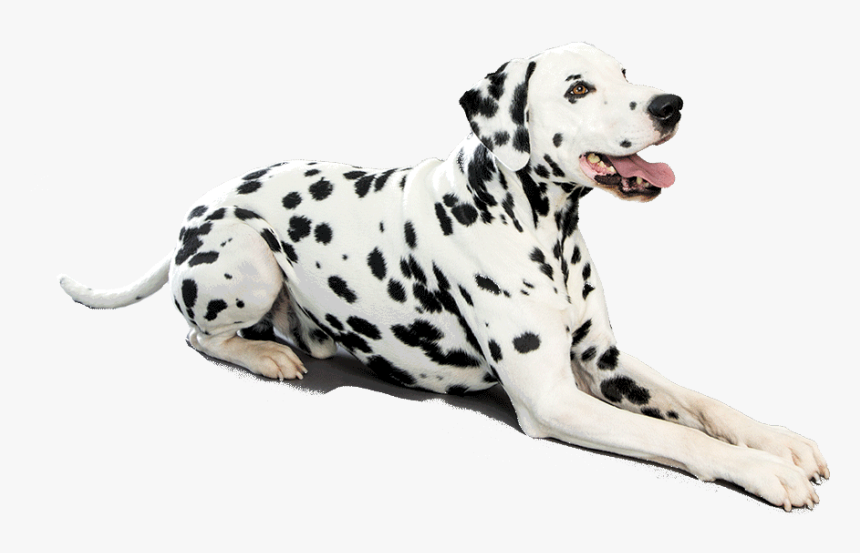 Dalmatian Png Photo - Dalmatian Png, Transparent Png, Free Download