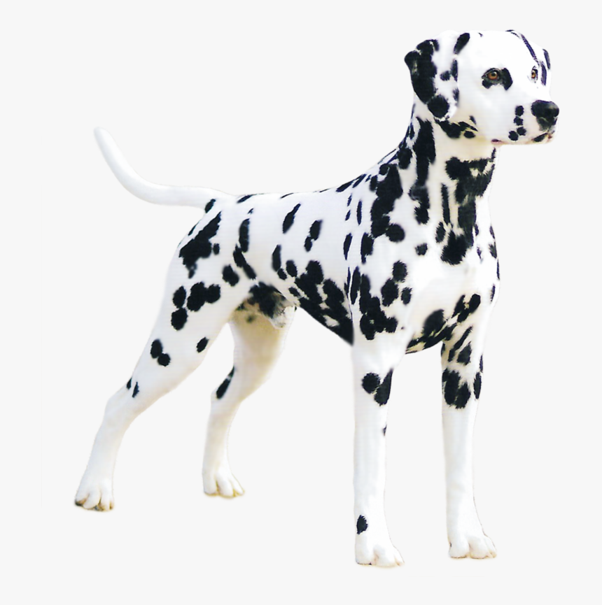 Great Dane Transparent Background, HD Png Download, Free Download