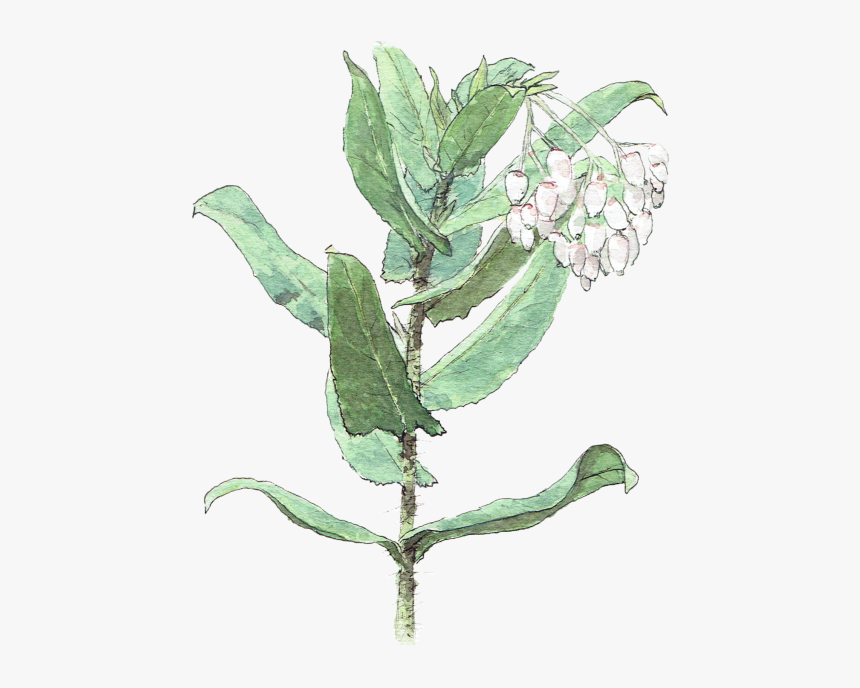 Eucalyptus, HD Png Download, Free Download