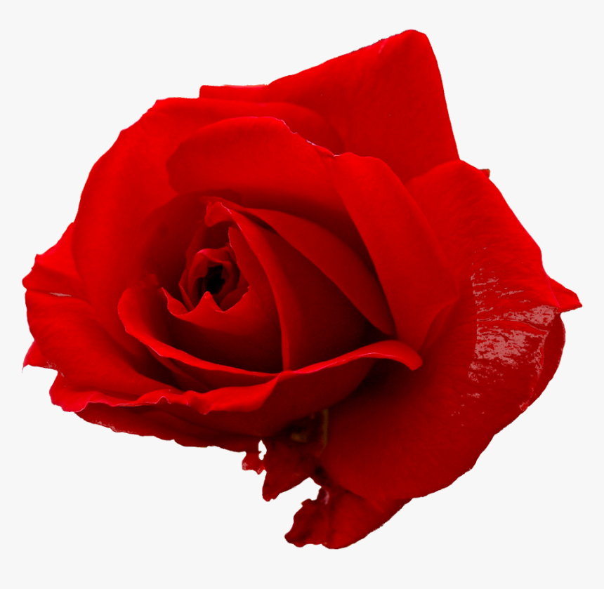 Red Rose - Portable Network Graphics, HD Png Download, Free Download