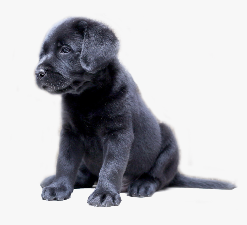 Clip Art Cute Lab Puppies - Black Lab Puppy Transparent, HD Png Download, Free Download