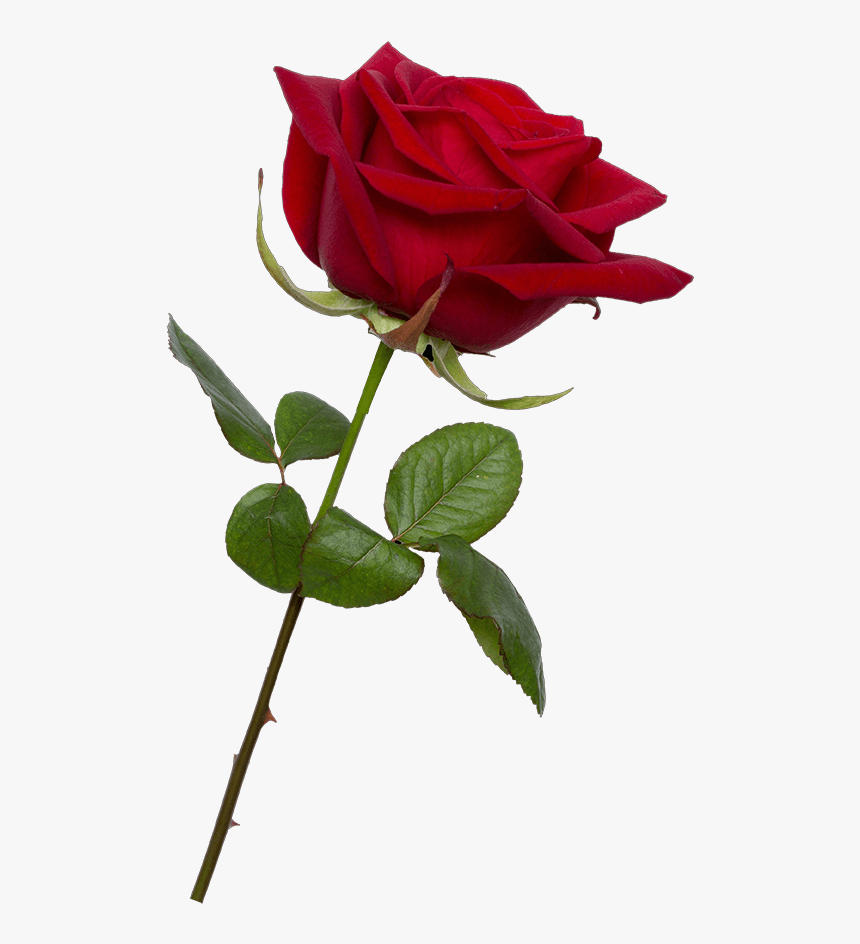 Valentine Rose Png - Transparent Background Red Rose Png, Png Download, Free Download