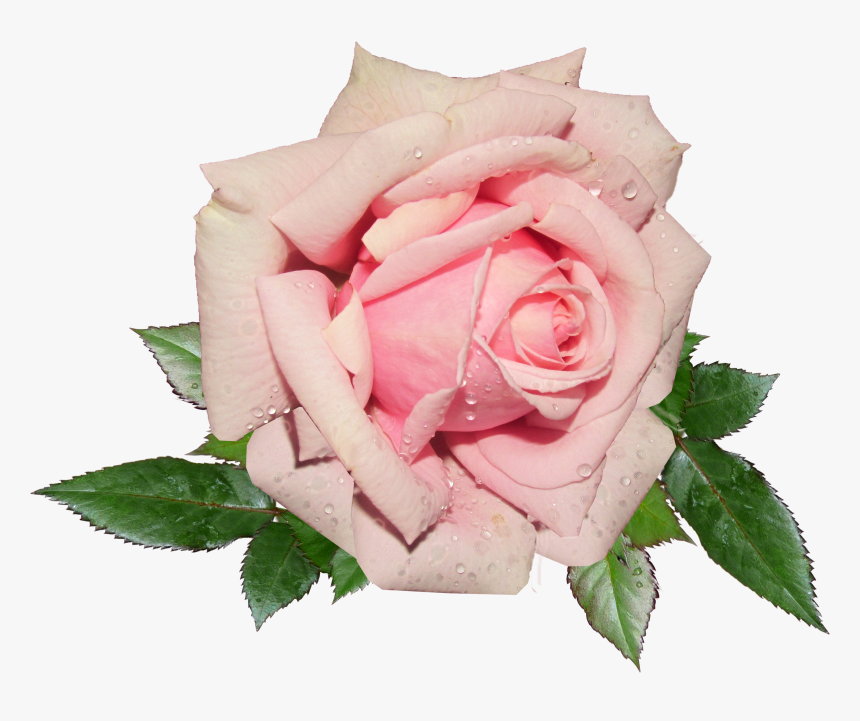 Fresh Pink Rose Png Image - Pink Rose Png, Transparent Png, Free Download