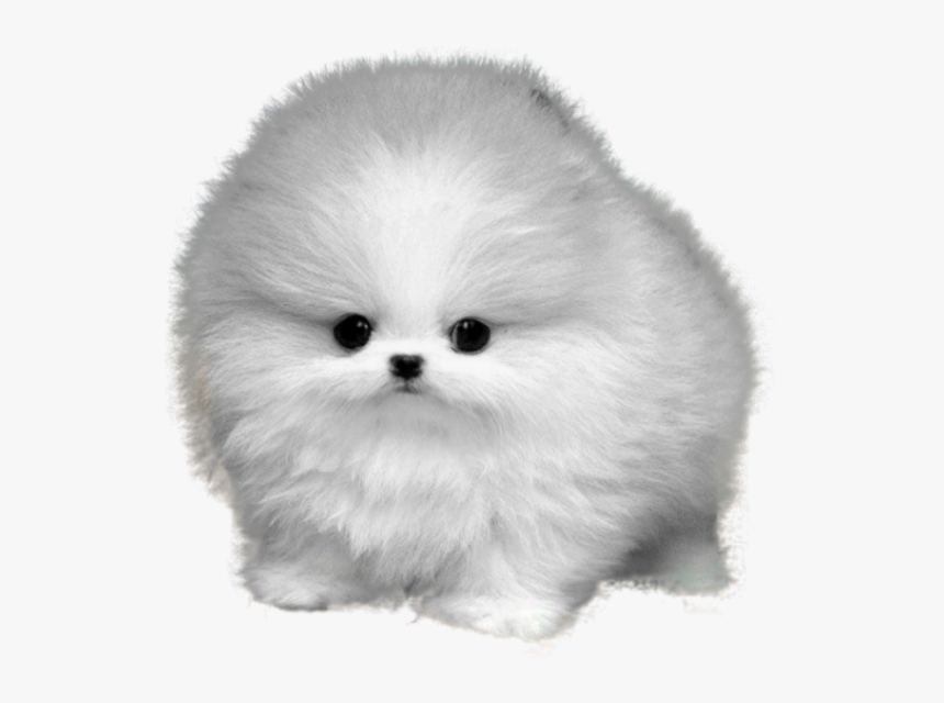 Dog Png Fluffy - Teacup Pomeranian White Background, Transparent Png, Free Download