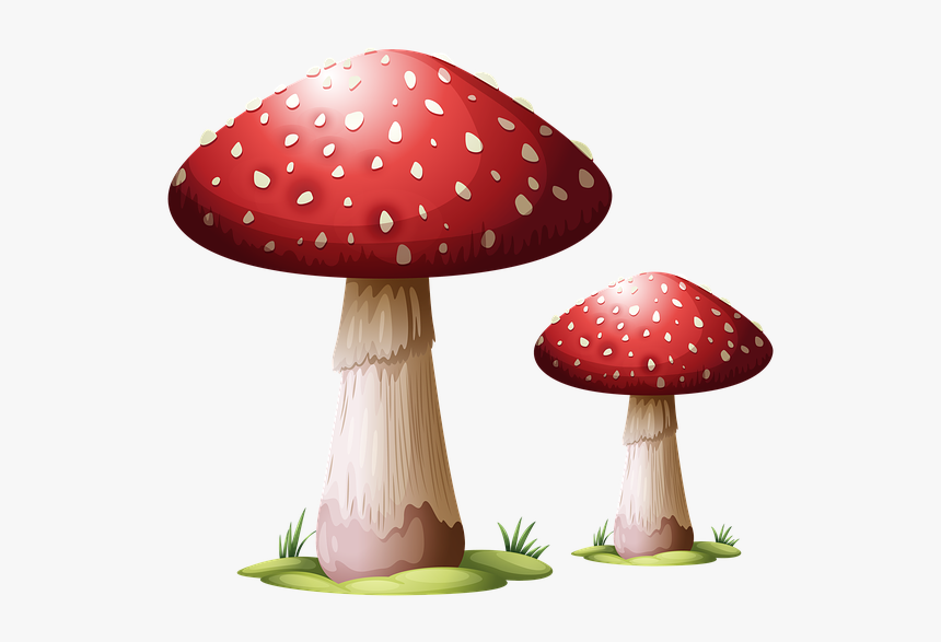 Toadstool, Mushroom, Fungus, Fungi, Forest, Autumn, HD Png Download, Free Download