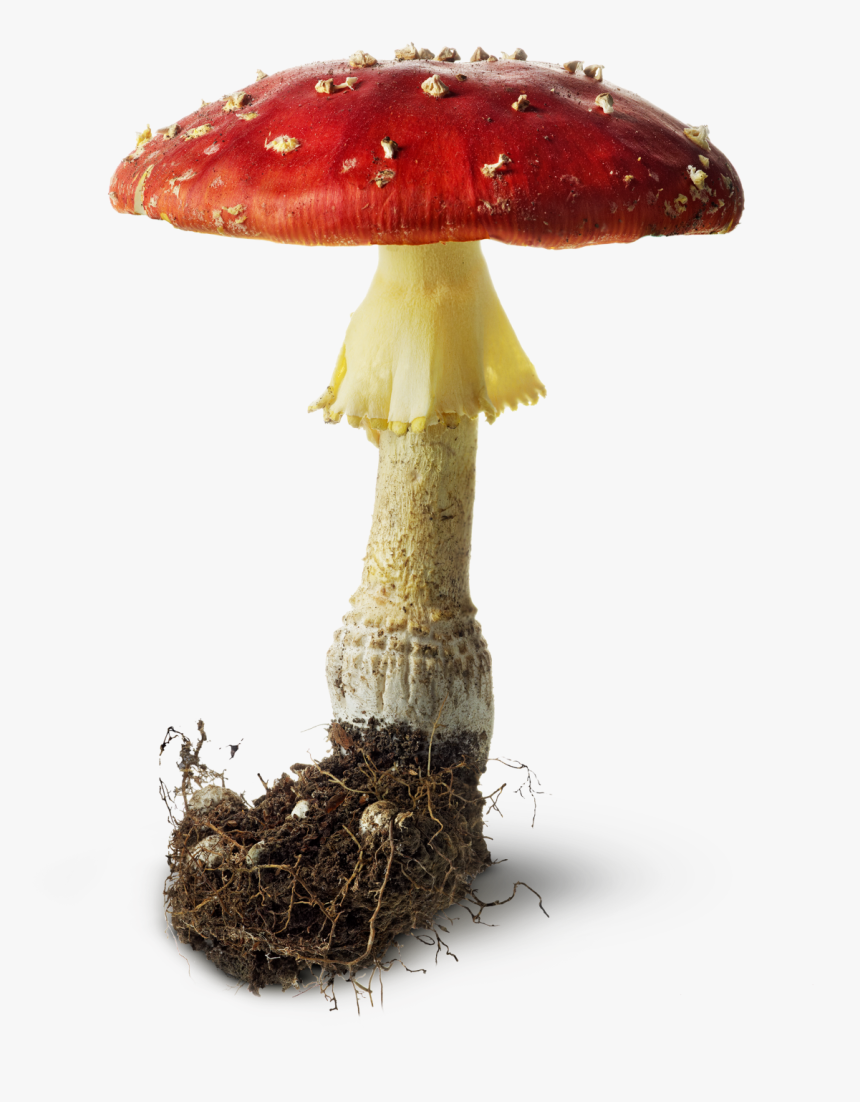 Mushrooms And Toadstools Png - Transparent Mushroom, Png Download, Free Download