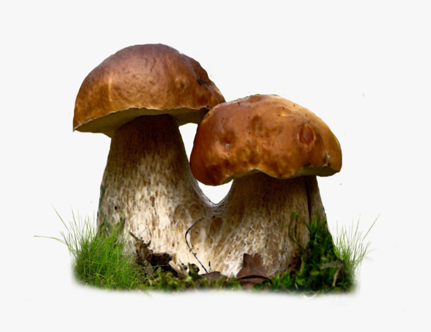 Edible Mushrooms, HD Png Download, Free Download