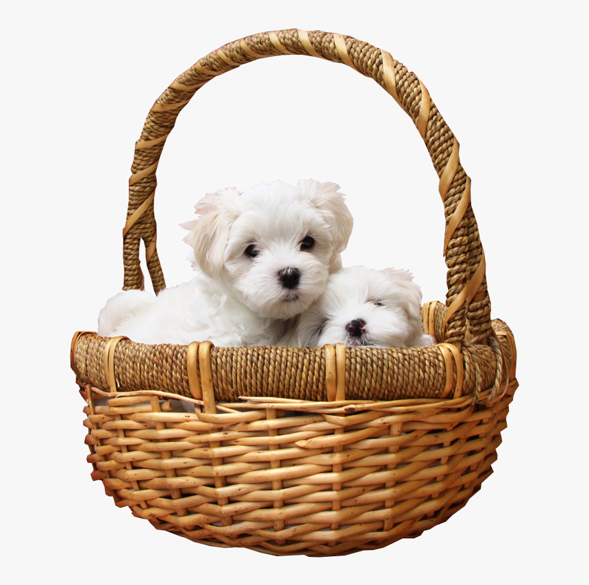 Puppies In Basket Png Transparent Image - Kindness Can Make A Bad Day Good, Png Download, Free Download