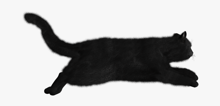 Cat, HD Png Download, Free Download