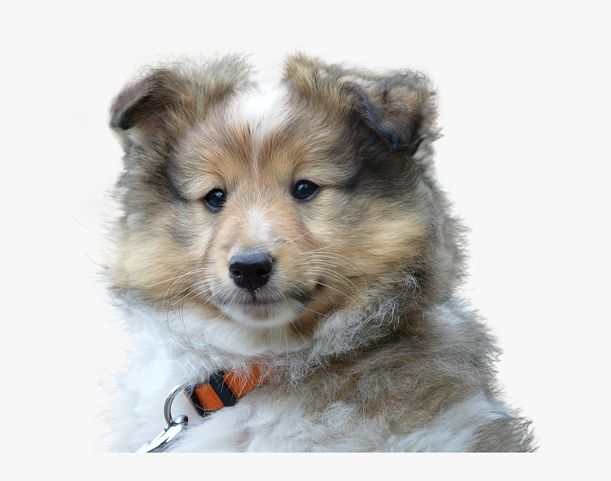 Transparent Sad Puppy Png - Dog, Png Download, Free Download