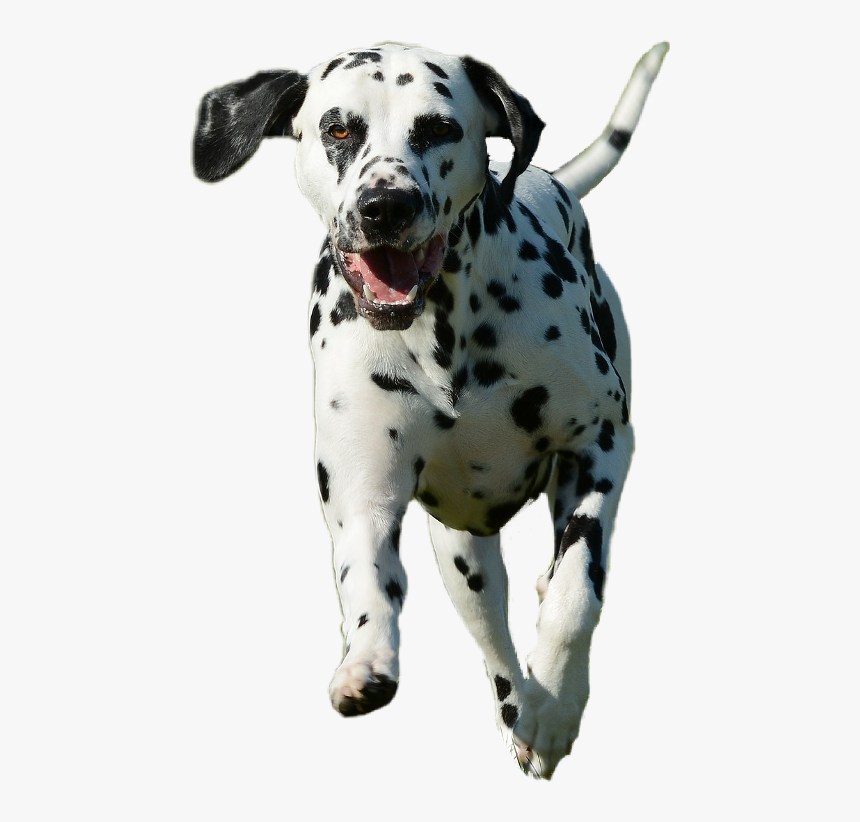 Dog Puppy Dalmation Freetoedit - Dalmatian, HD Png Download, Free Download