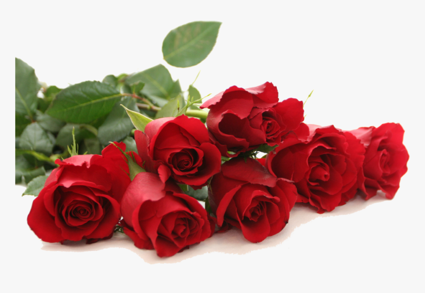 Download Red Rose Png Free Download For Designing Use - Flower Red Rose Png, Transparent Png, Free Download
