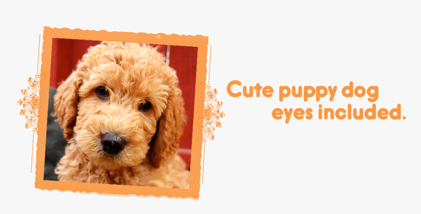 Cute Puppy Dog Eyes Included / Labradoodle Puppies - Labradoodle, HD Png Download, Free Download