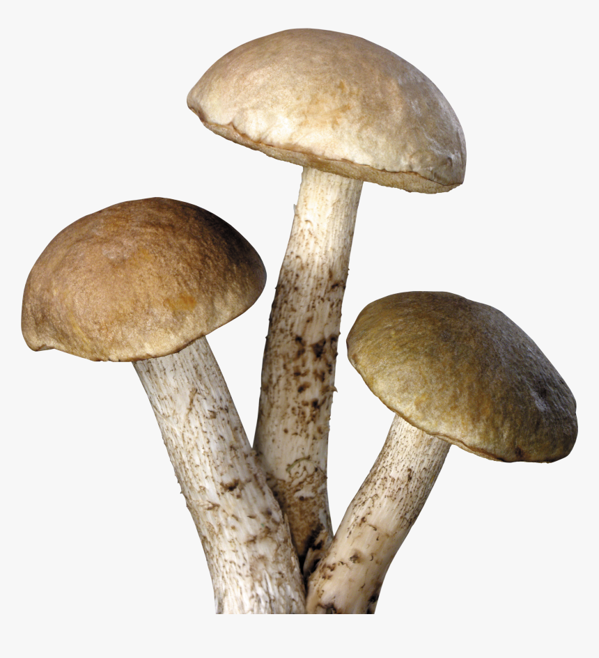 Mushroom Png Image - Mushrooms Transparent Background, Png Download, Free Download